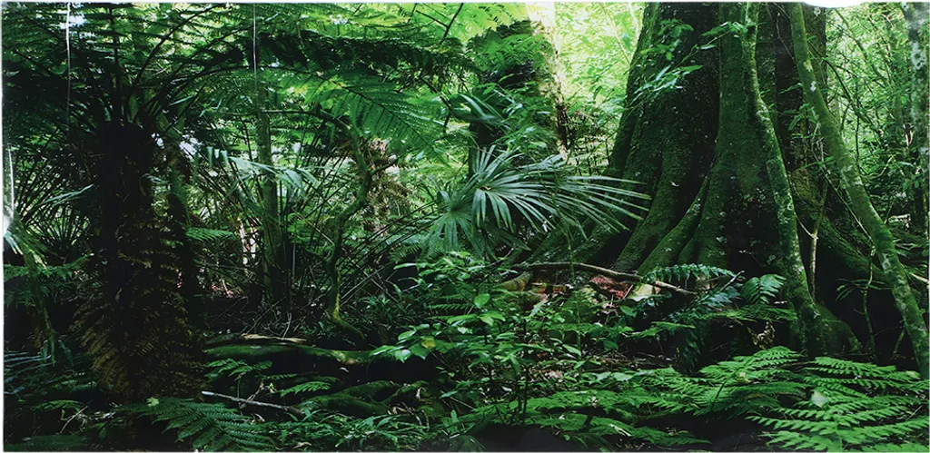 Poster Foresta Pluviale 122x46 cm per Terrario e Acquario in PVC Adesivo - 1