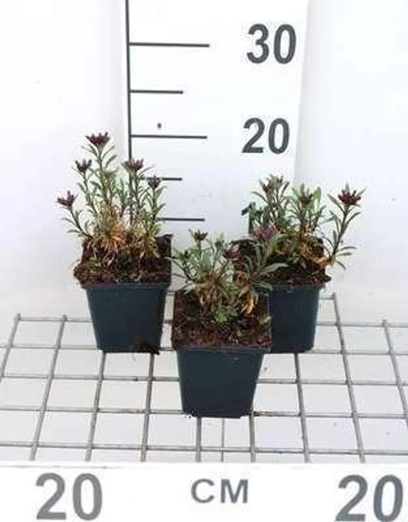 Giroflée Constant Cheer Mauerkraut - Fleurs Multicolores en 6 Pots 9cm