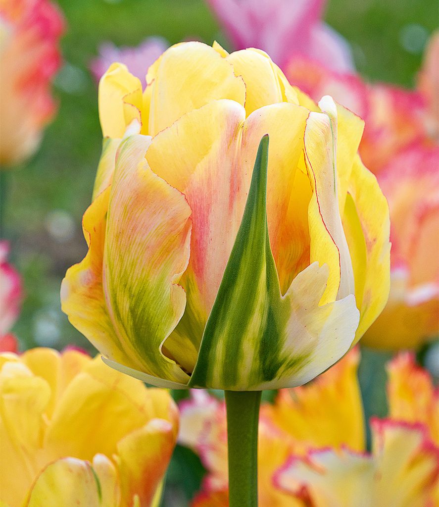 BALDUR Garten 10x Tulpe 'Akebono', Zwiebeln mit Umfang Produktbild 