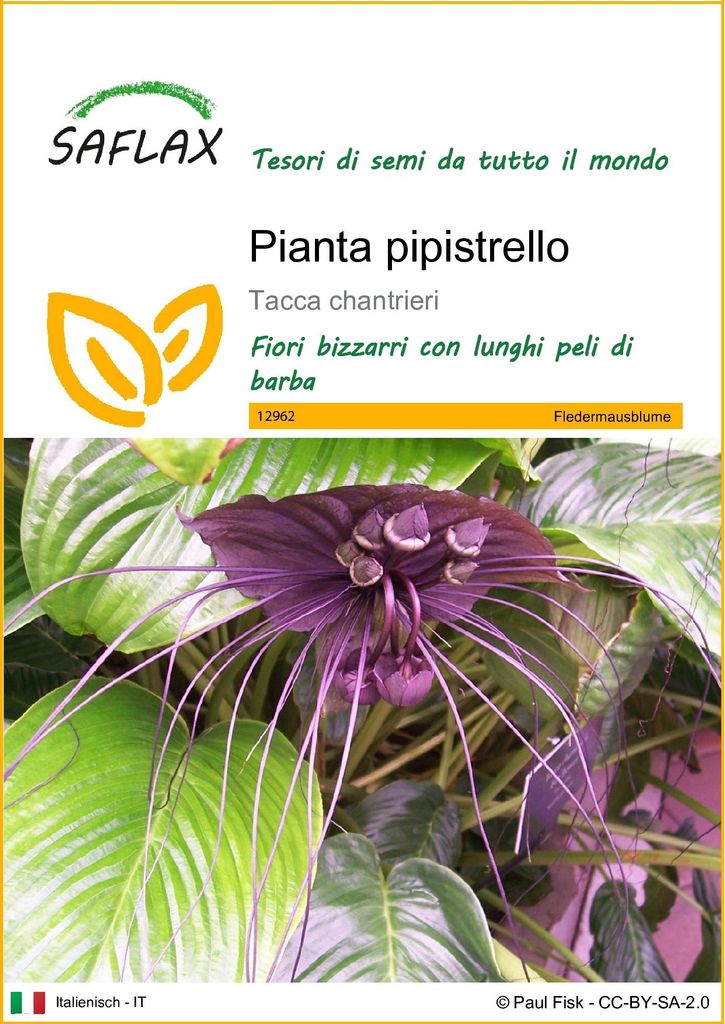 SAFLAX  - Pianta pipistrello - 10 semi - Tacca Immagine del prodotto 