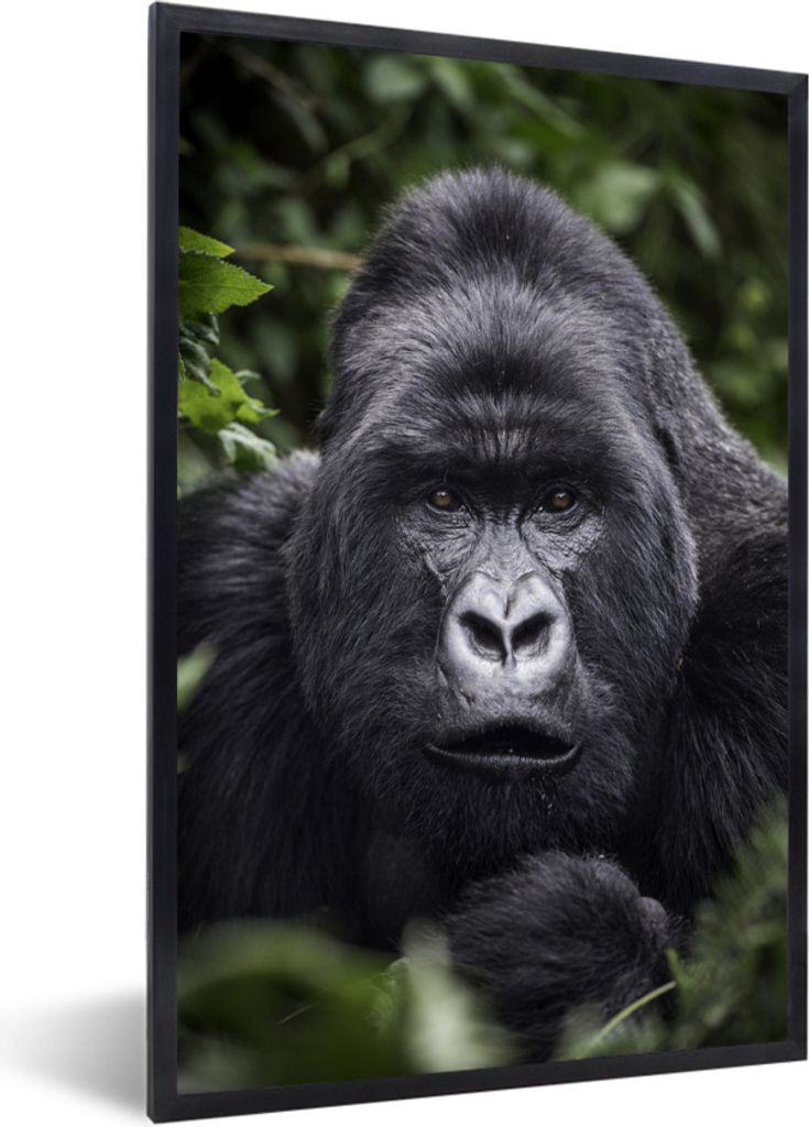 MuchoWow Gerahmtes Poster Gorilla schaut mit seinen perlweißen Augen in die Kamera 20x30 cm - Poster mit Schwarzem Bilderrahmen Wandposter Rahme...