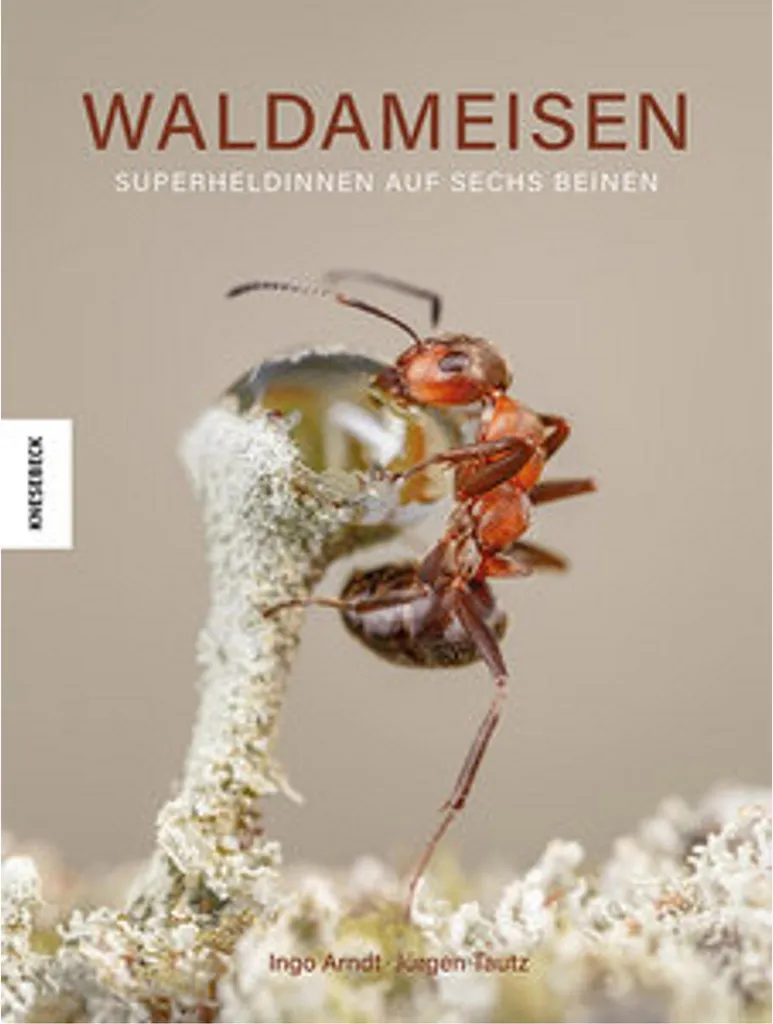 Waldameisen de Forêt : Fourmis Actives et Robustes pour Formicarium