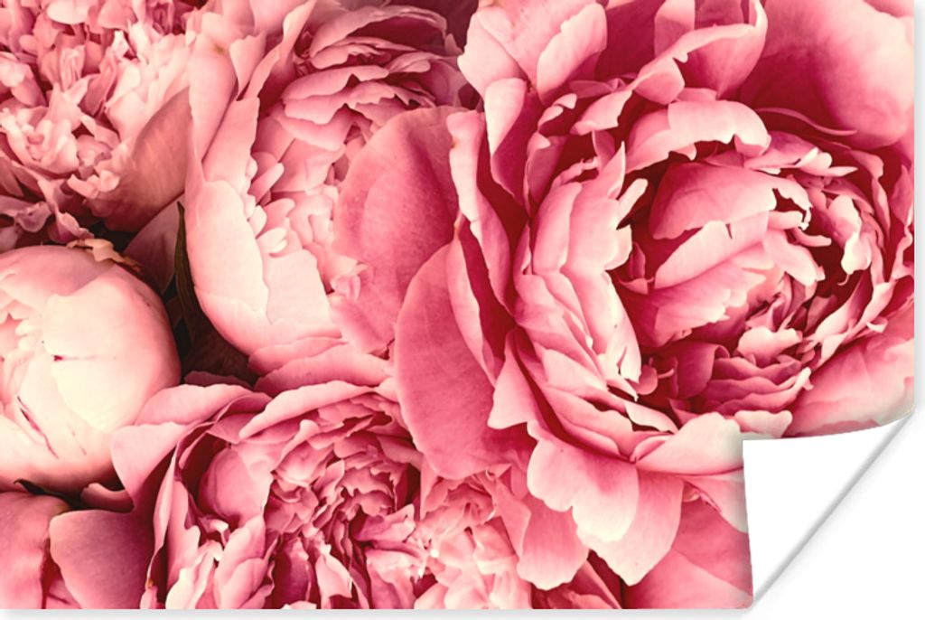 MuchoWow Poster Rosen - Blume - Rosa 90x60 cm - Schlafzimmer