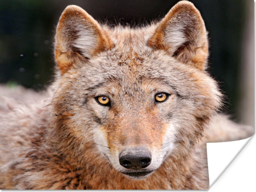 MuchoWow Poster Wolf - Raubtier - Braun 160x120 cm - Foto Plakat