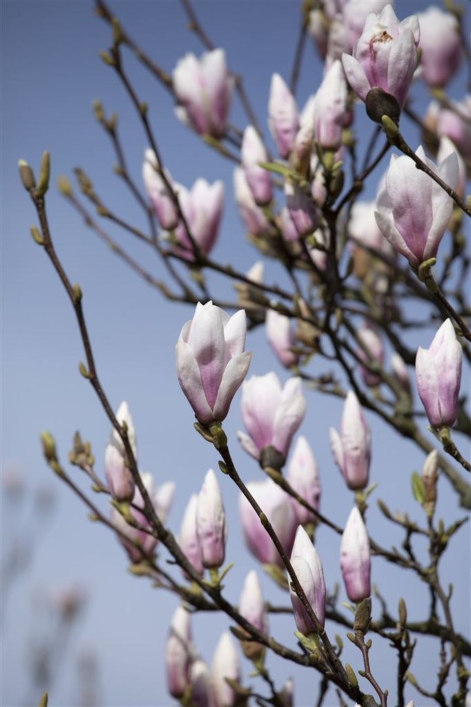 Magnolia soulangiana 'Heaven Scent', Magnolie, rosa Blüten, Produktbild 