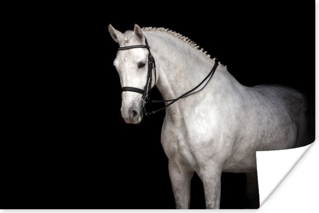 MuchoWow Poster Pferd - Weiß - Schwarz 60x40 cm - Schlafzimmerdekoration