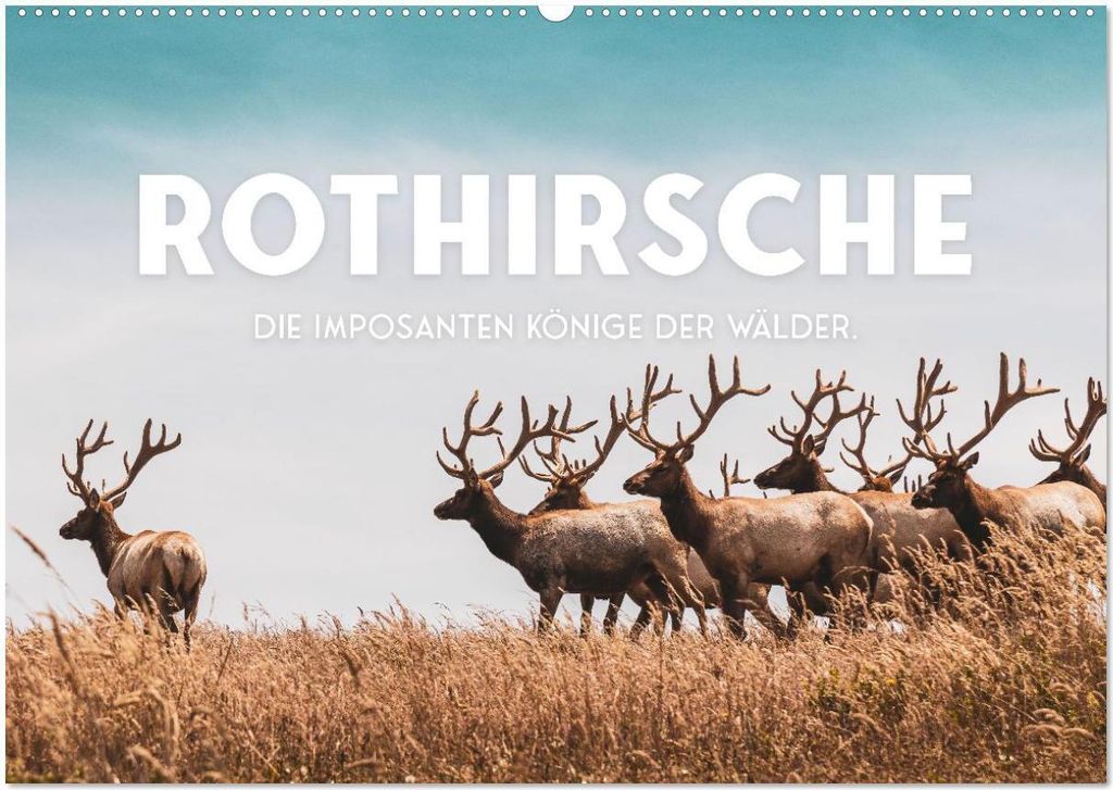 Rothirsche - Die imposanten Könige der Wälder. (Wandkalender 2026 DIN A2 quer), CALVENDO Monatskalender