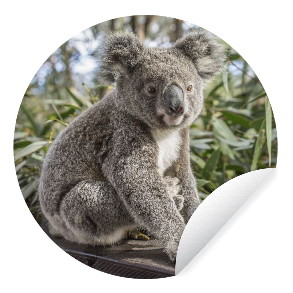 MuchoWow Runde Wandtattoo - Wandsticker Tapete Aufkleber Koala - Regal - Pflanzen - Kinder - Jungen - Mädchen Ø 50 cm Selbstklebend und Reposit...