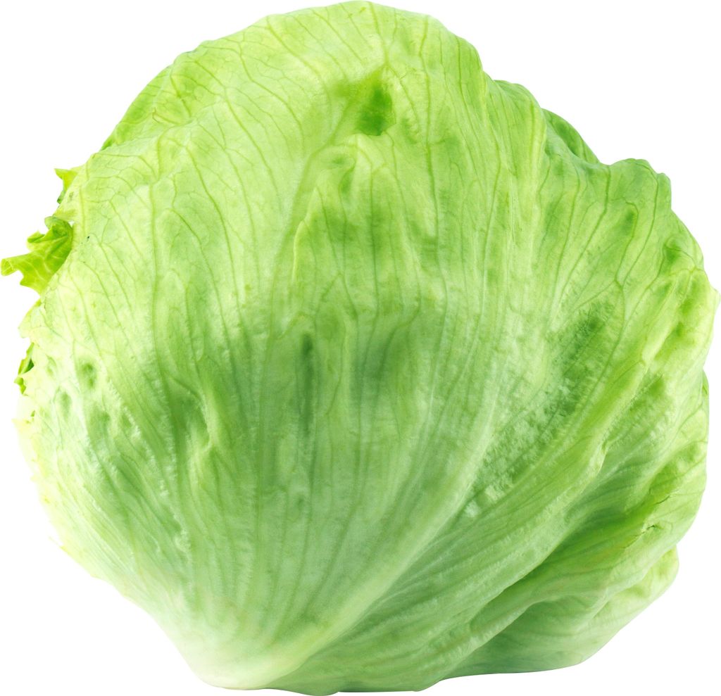 Eissalat Samen Fortunas RZ Salat Gemüse Saatgut Garten Hochbeet Lausfrei Salatsamen ca 100 Korn AlexLand