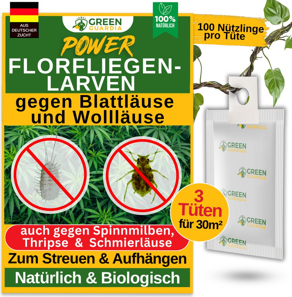 Power Florfliegenlarven gegen Blattläuse und Wollläuse – 3 Tüte für 30 m²- Mittel zur Wolläuse Bekämpfung für Zi.Pflanzen & Cannabis, GRE...