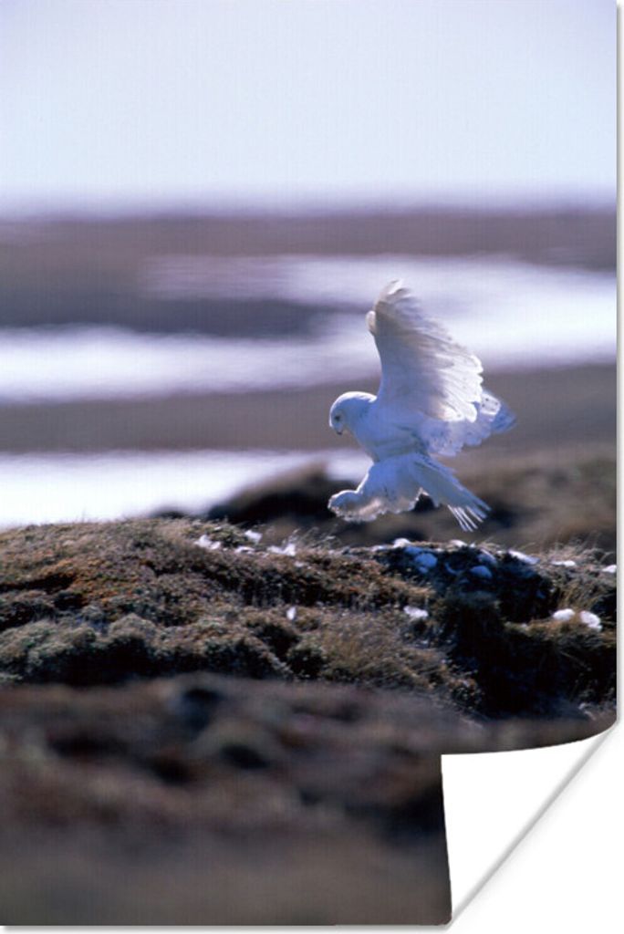 MuchoWow Poster Schneeeule landet am Strand 20x30 cm - Papierdruck