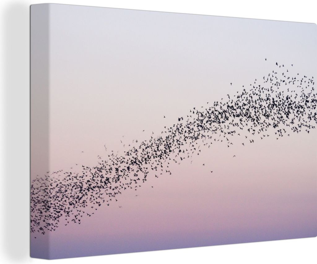OneMillionCanvasses - Leinwandbilder - 150x100 cm, Schwarm Sibirischer Krickenten, Wandbilder Kunstdruck Wanddekoration