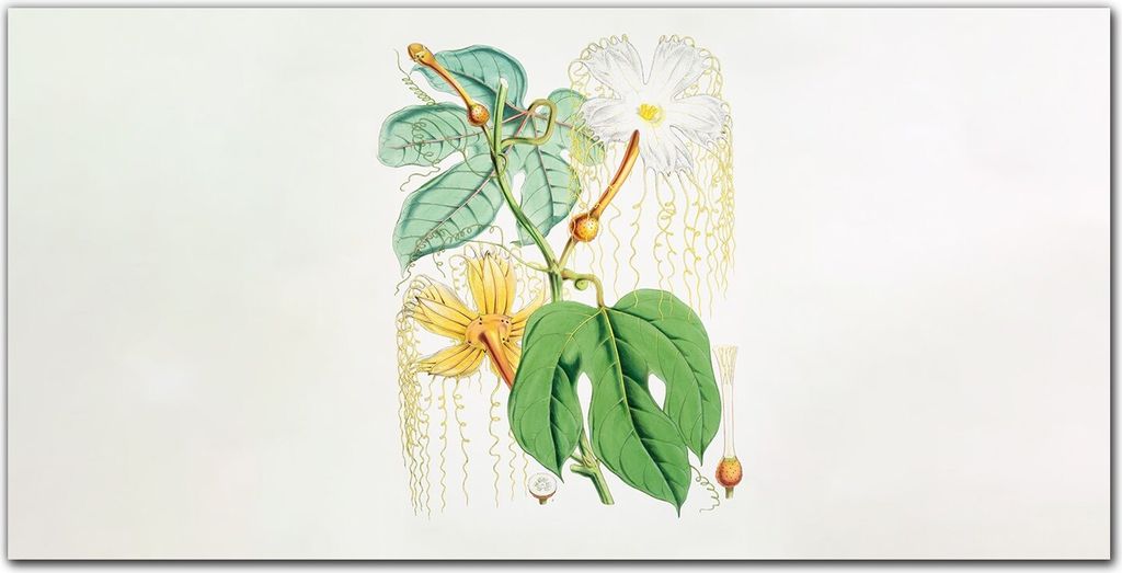 Coloray Bild aus Leinwand 140x70 Leinwand Dekoration - Blumen