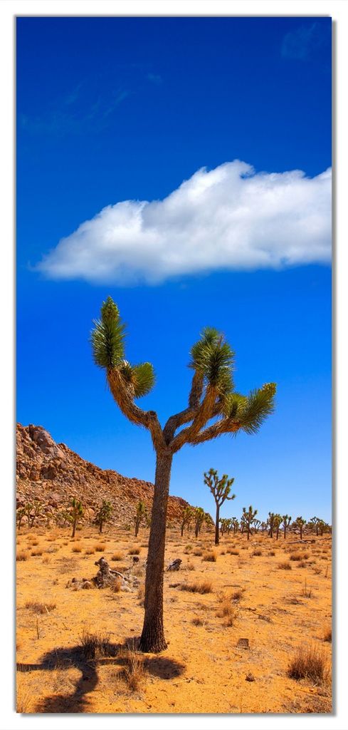 Wallario selbstklebende Türtapete 93 x 205 cm - Palmlilie im Nationalpark Yucca Valley Wüstenlandschaft - Abwischbar, rückstandsfrei zu entfernen