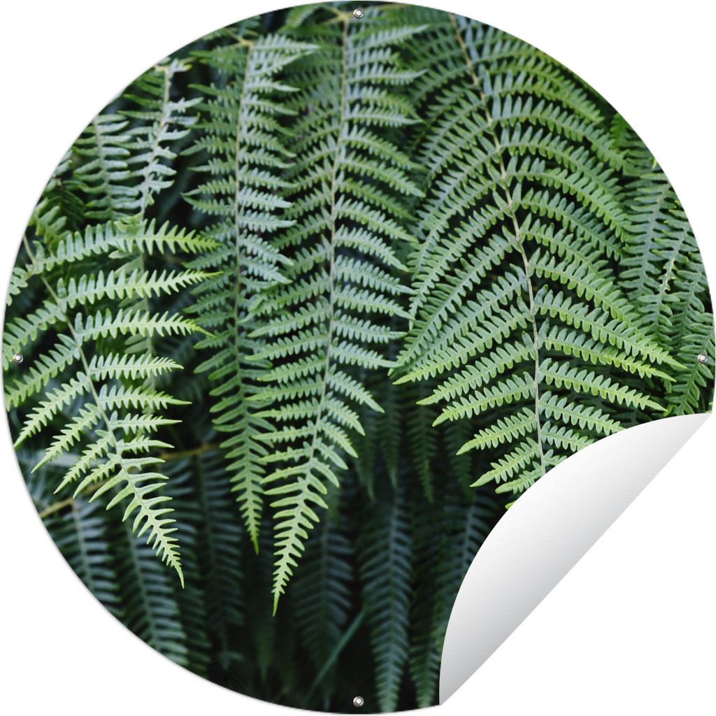 MuchoWow Gartenposter Outdoor-Poster Rund Grüne Farne Ø 150 cm Gartendeko Rundes Poster draußen
