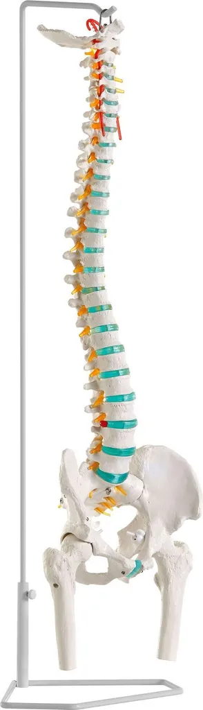 Colonne Vertébrale Flexible Haute Qualité avec Moignons de Fémur Erler