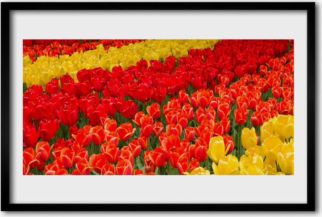 Bild 60x40 MDF-Rahmen Wandkunst Tulpen Blumen