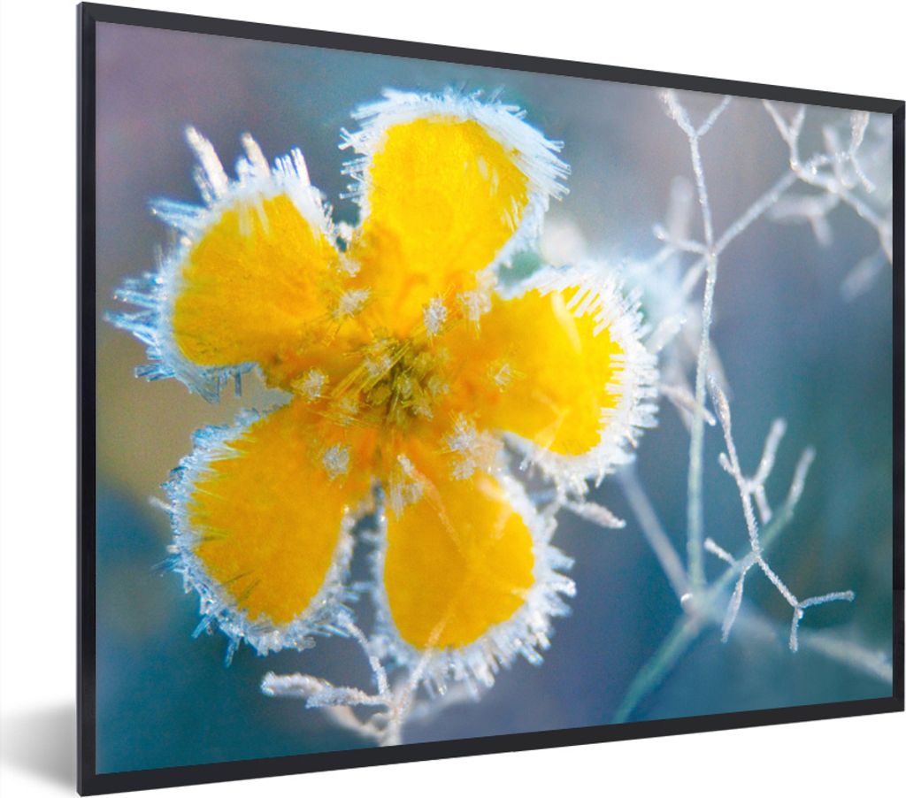 MuchoWow MuchoWow Gerahmtes Poster Blumen - Gefroren - Gelb 40x30 cm - Poster mit zchwarzem Bilderrahmen - Kunstposter - Wanddekorationen