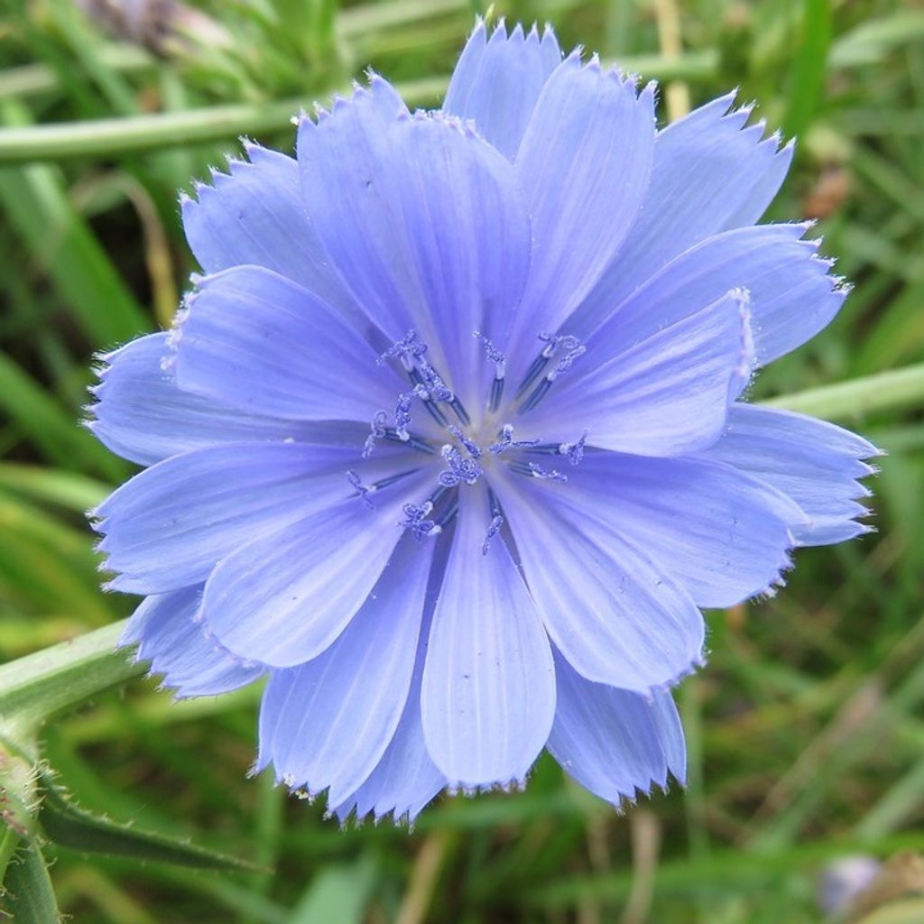 6 x Gewöhnliche Wegwarte - Cichorium intybus | Topf 9cm x 9cm