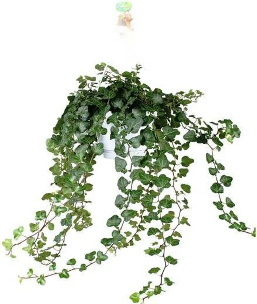 Hedera helix Wonder Green - Lierre d'intérieur grimpant 70 cm Ø 24 cm
