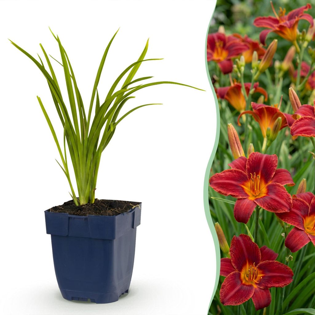 Green boutiQ - Staude - Hemerocallis Autumn Red - Taglilie Produktbild 