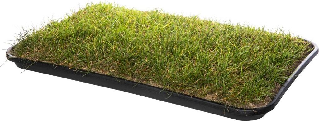 Katzengras Katzenwiese Hundewiese echter Rasen ca 60x40 cm Produktbild 4