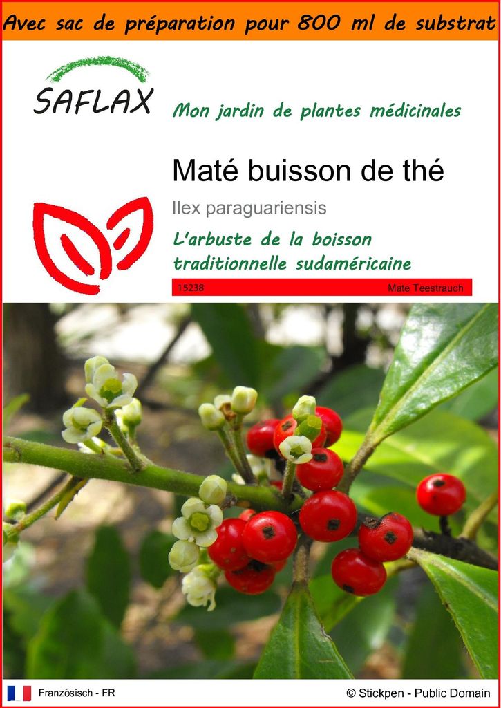SAFLAX Garden in the bag - Maté buisson de thé - 10 graines Image du produit 