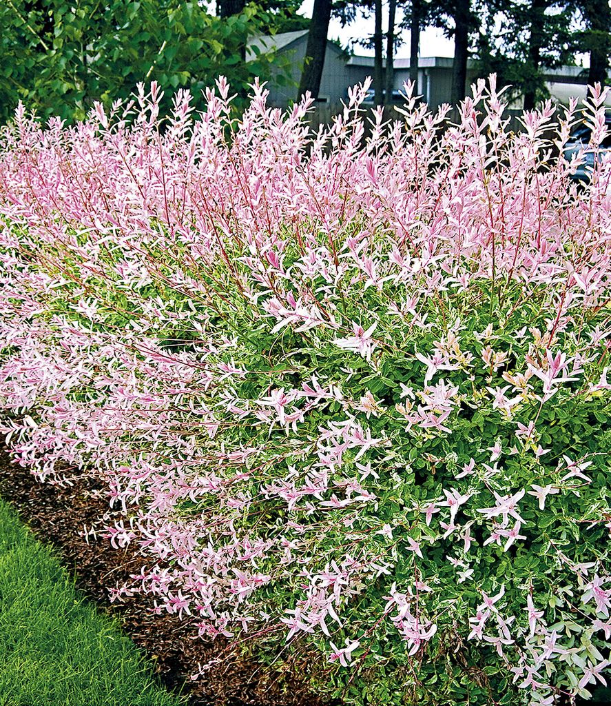 BALDUR Garten Salix-Hecke Hakuro Nishiki, 1 Pflanze, Weide, Heckenpflanzen, Flachwurzler, winterhart, Schnittblume, Salix integra, Hecken-Strauch, ...