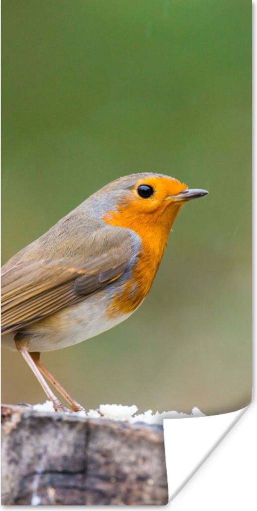 MuchoWow Poster Tiere - Vogel - Rotkehlchen 60x120 cm - Wandschmuck