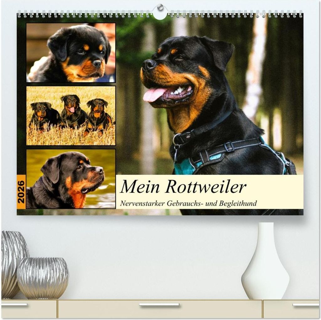 Mein Rottweiler. Nervenstarker Gebrauchs- und Begleithund (hochwertiger Premium Wandkalender 2026 DIN A2 quer), Kunstdruck in Hochglanz