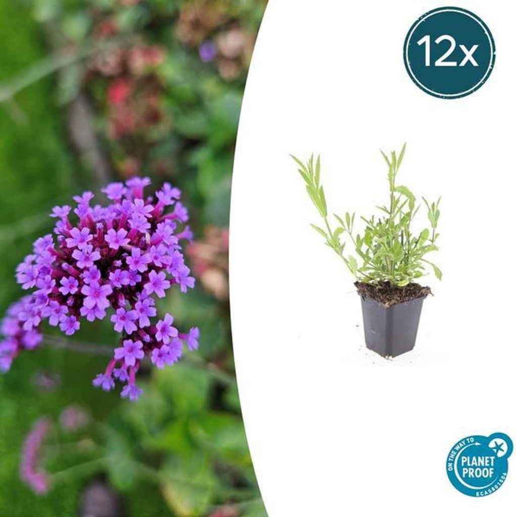 Patagonisches Eisenkraut Verbena bonariensis – 12 Pflanzen – Luftige Staude – Bienen- & Schmetterlingsmagnet – Pflegeleicht – Sonnige Bee...