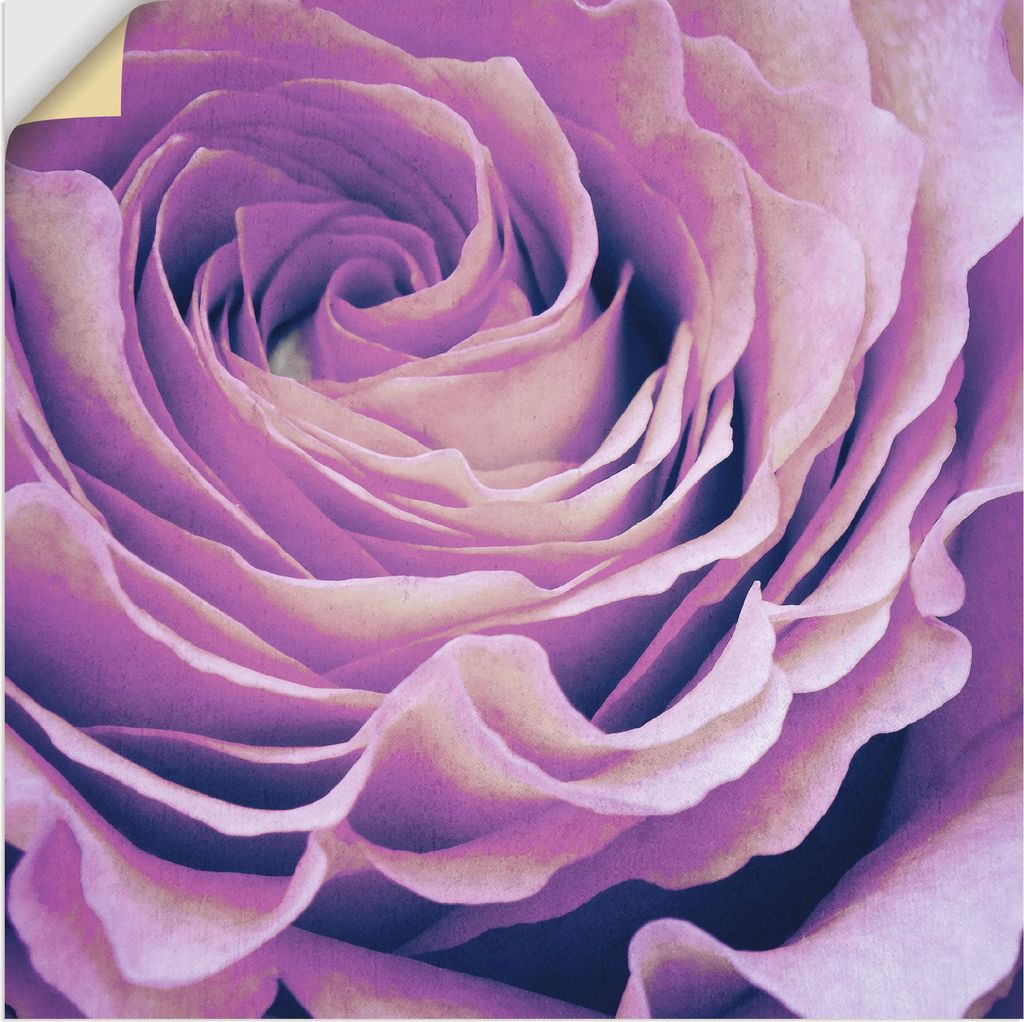ARTland Wandbild, selbstklebend Lila Rose Größe: 40x40 cm