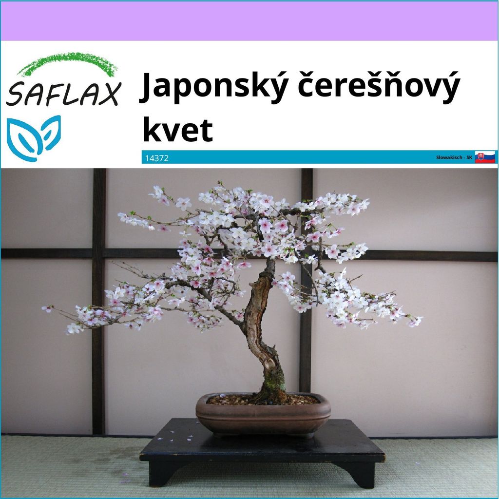 SAFLAX - Japonský čerešňový kvet - Prunus serulata - 30 Obrázok produktu 1