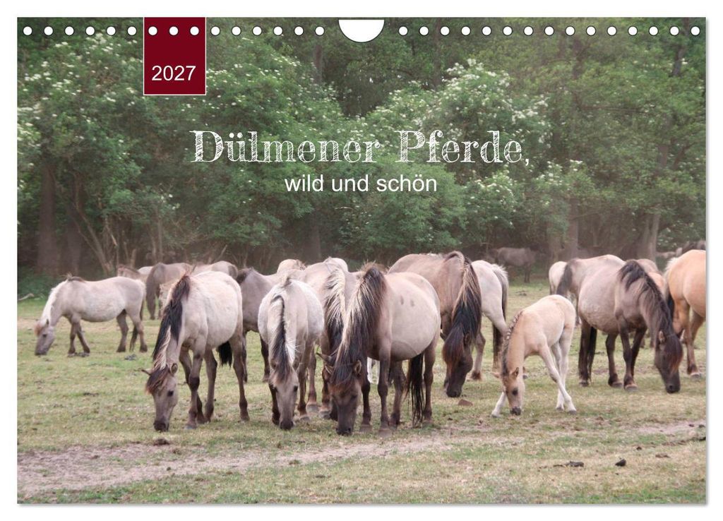 Dülmener Pferde, wild und schön (Wandkalender 2027 DIN A4 quer), CALVENDO Monatskalender