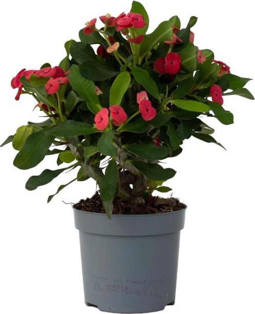 Wilczomlecz okazały - Euphorbia 'Milii' - Wysokość 25-35cm Zdjęcie produktu 