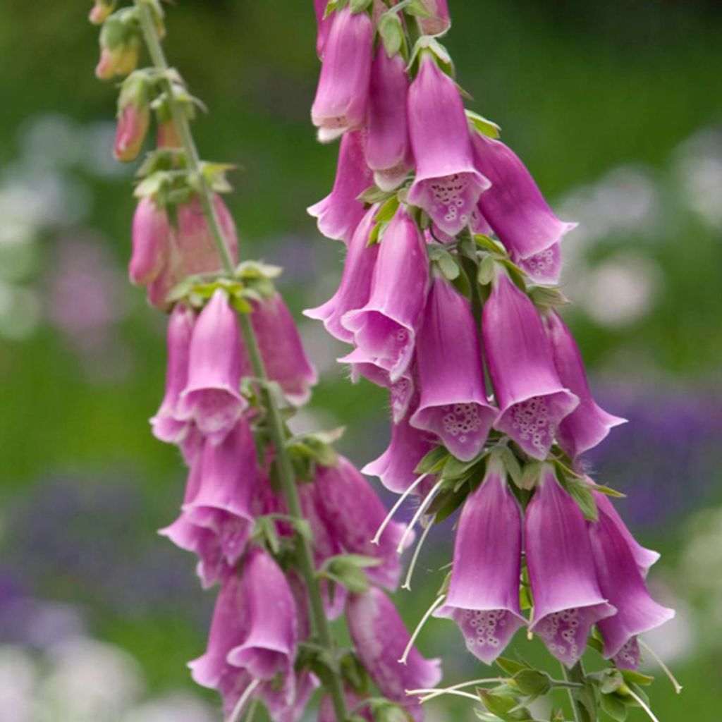 6 x Rotblühender Fingerhut - Digitalis purpurea | Topf 9cm x 9cm