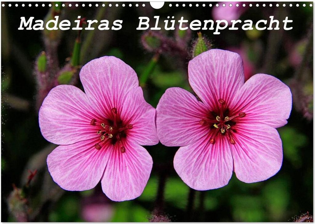 Madeiras Blütenzauber (Wandkalender 2026 DIN A3 quer), CALVENDO Monatskalender