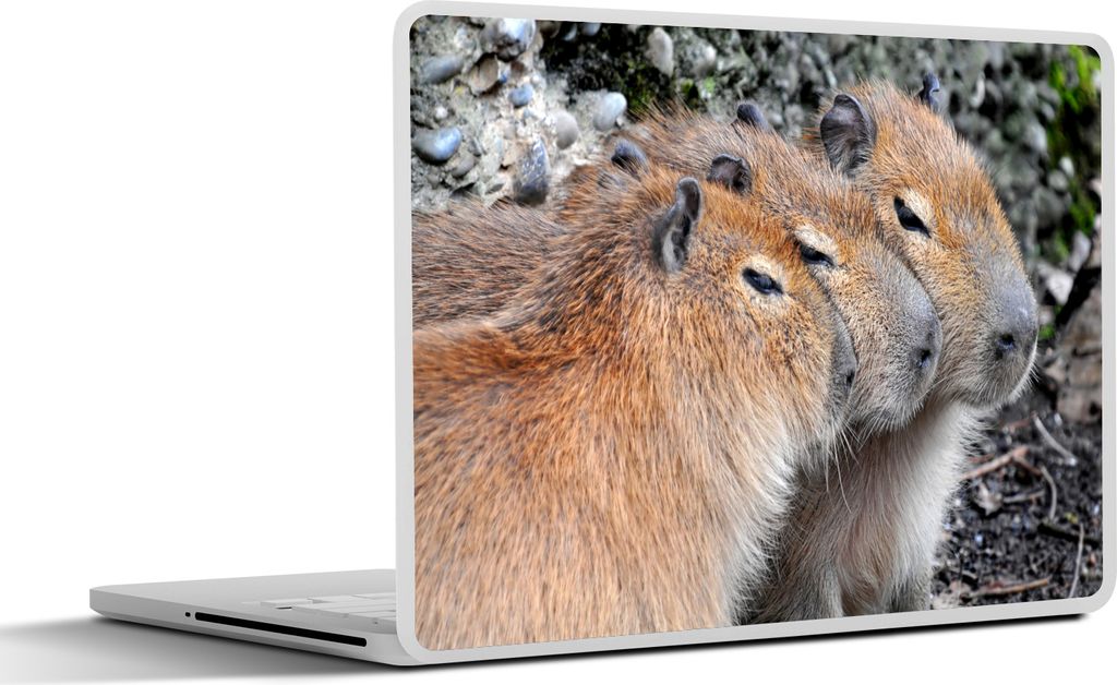 MuchoWow Laptop Aufkleber Sticker Cover Drei Wasserschweine ruhen in einer Reihe 36.5x27.5 cm - Laptop-Sticker