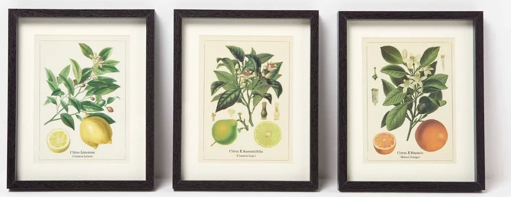 Combler un Mur Vide : Lot de 3 Tableaux Botaniques Agrumes Prêts à Poser