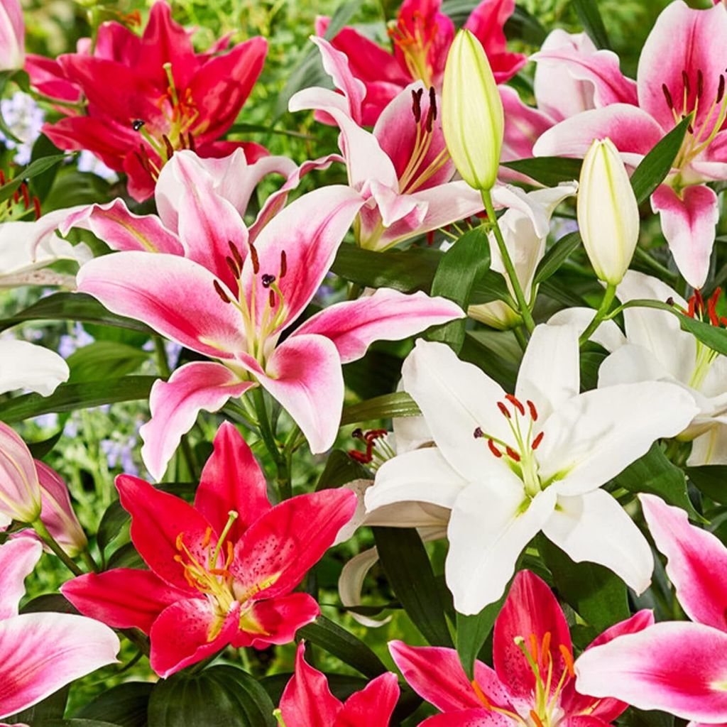 5x Blumenzwiebeln Orientalische Lilien Bunt gemixte Regenbogenmischung *Frisch geerntet, hoch keimfähig*