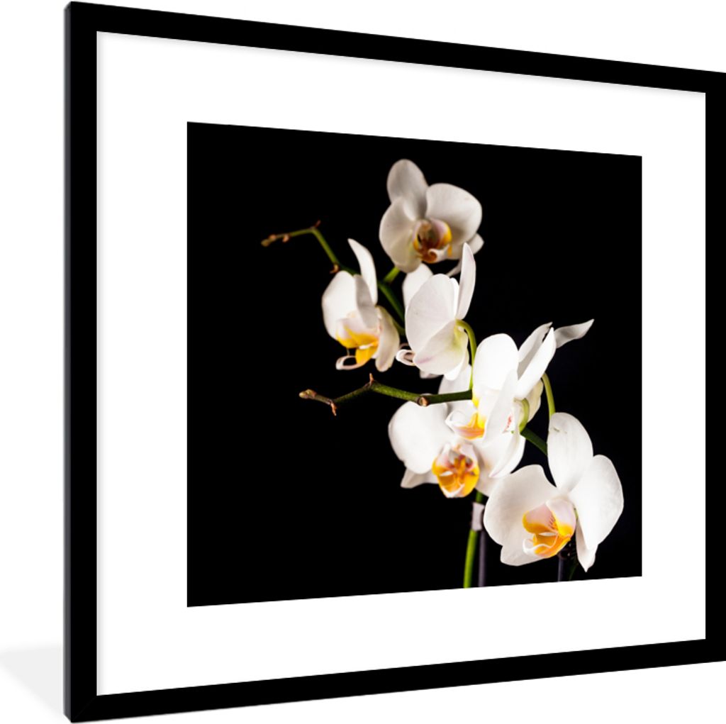 MuchoWow Gerahmtes Poster Orchidee - Blumen - Pflanzen - Botanisch 40x40 cm - Poster mit Schwarzem Bilderrahmen Wandposter Rahmen Foto Bilder - P...