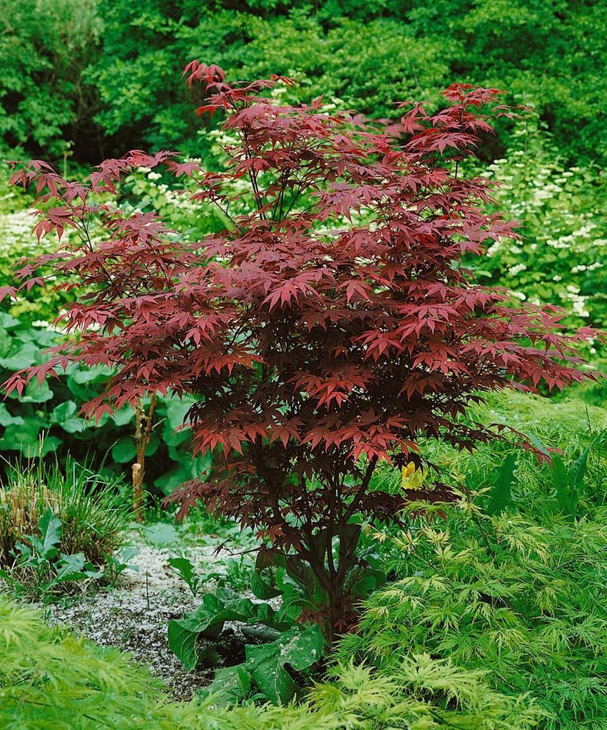 Acer palmatum 'Atropurpureum', Japanischer Ahorn, Produktbild 