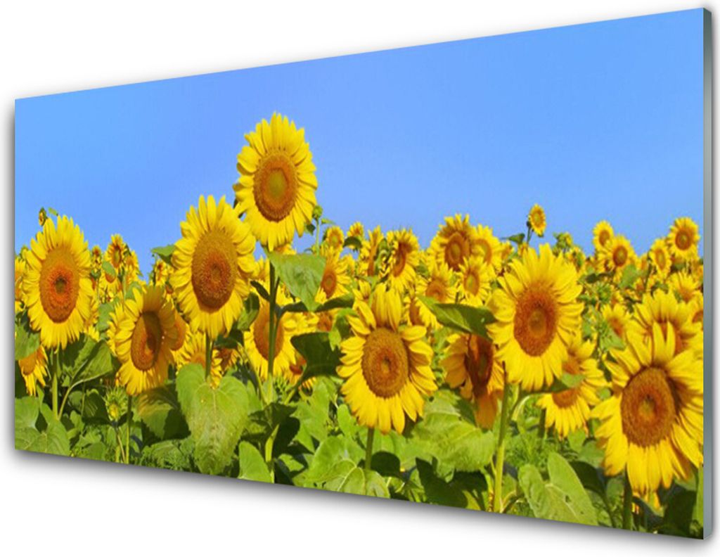 Küchenrückwand aus Glas 100x50cm Spritzschutz Sonnenblumen Pflanzen