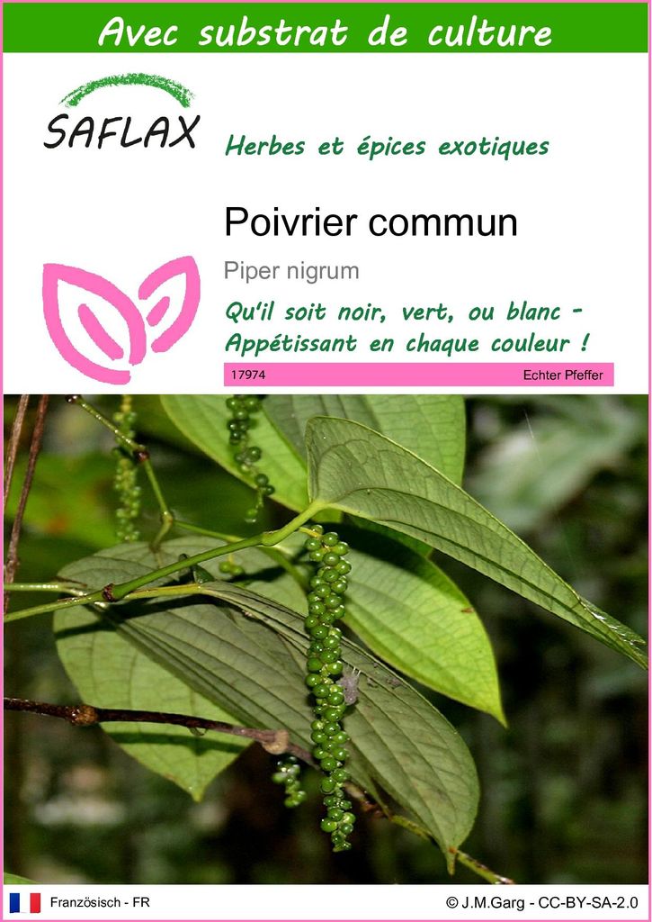 SAFLAX  - Poivrier commun - 20 graines - Avec substrat - Image du produit 