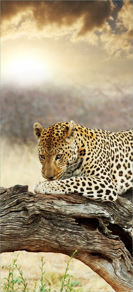 Türtapete Türposter Leopard auf Baumstamm in Afrika - Größe: 93 x 205 cm