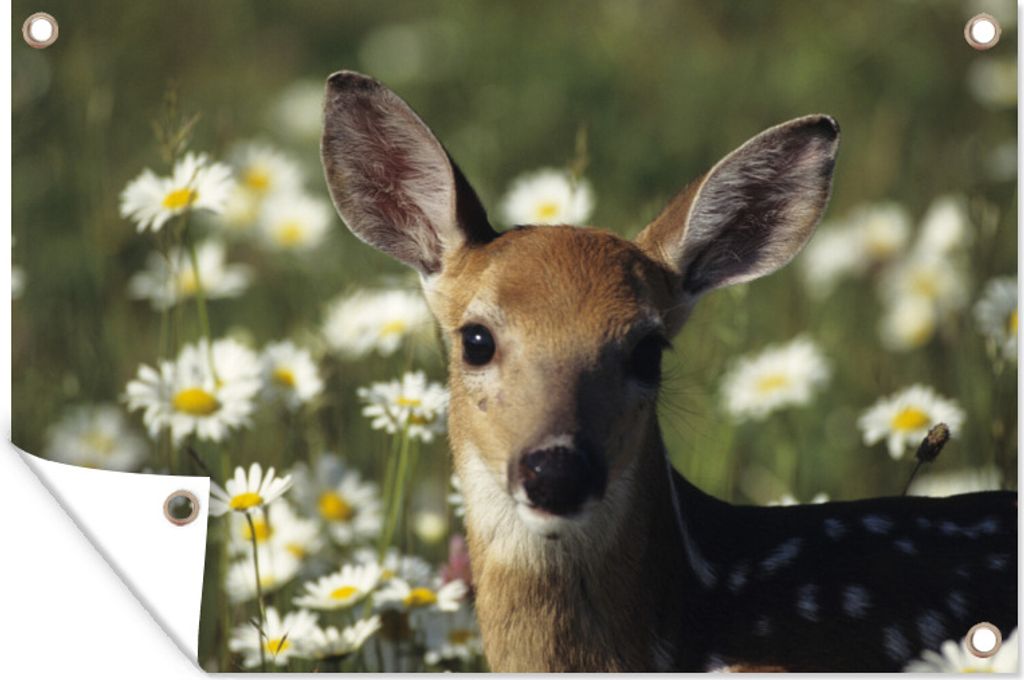 MuchoWow 60x40 cm Outdoor-Poster Gartendeko Sichtschutz Garten Poster für den Garten Blumenfeld - Hirsch - Gänseblümchen