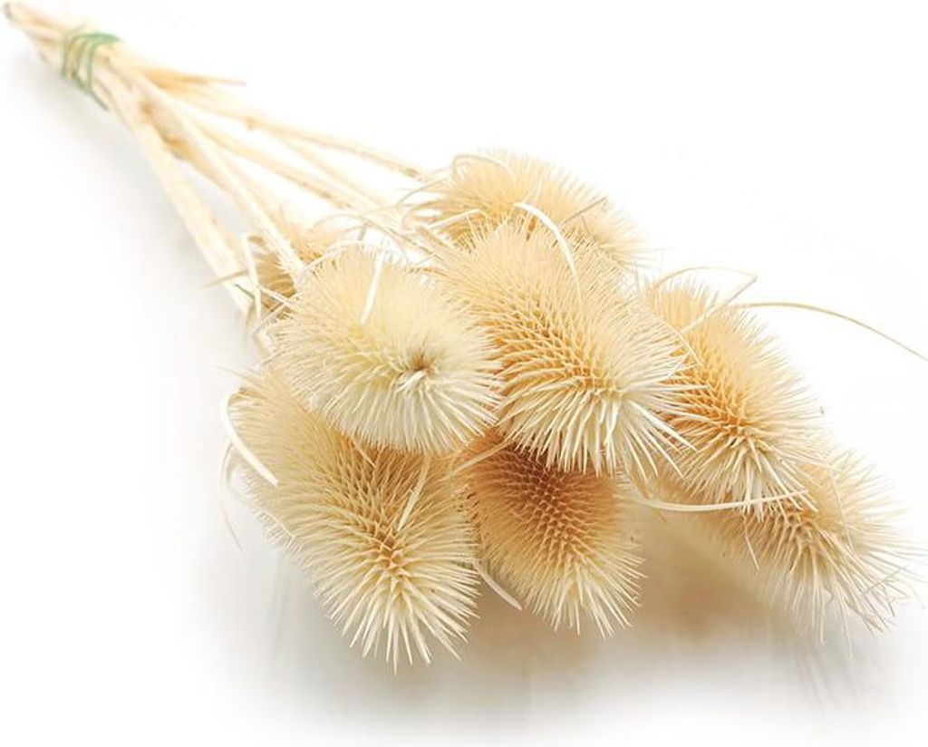 Distel - (Dipsacus) - Gebleichte Produktbild 