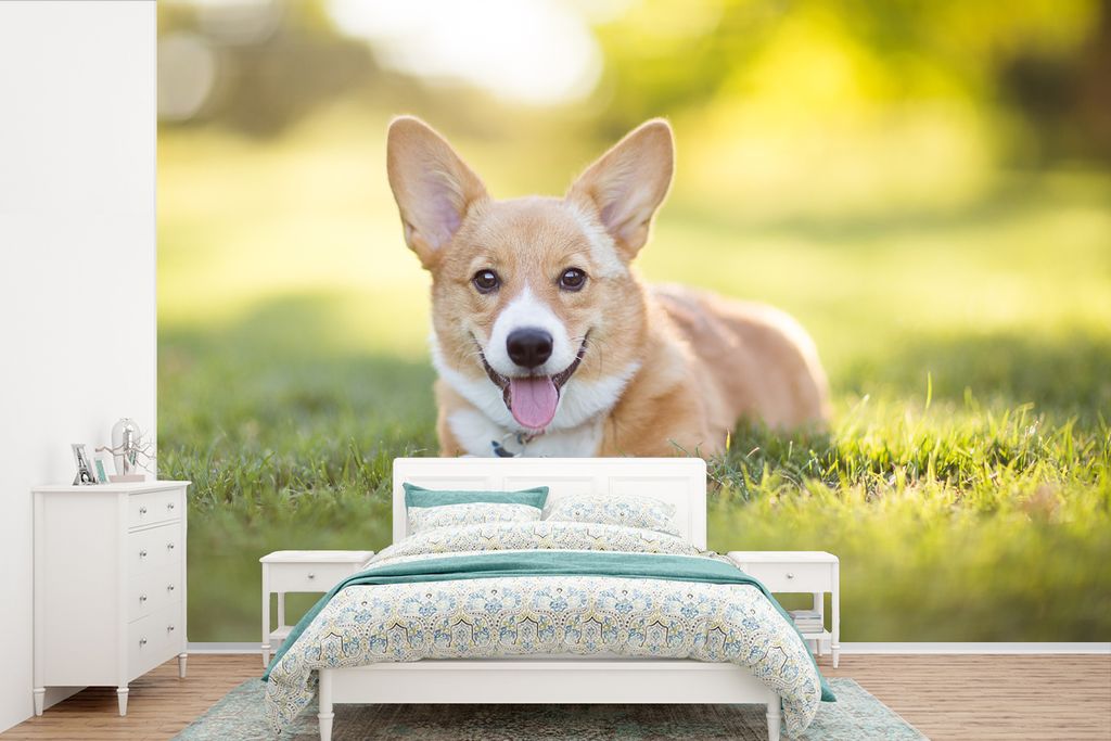 MuchoWow Fototapete für Wohnzimmer oder Schlafzimmer Wandtapete Vinyl Motivtapete Welsh Corgi Welpe - 450x300 cm - Gemusterte