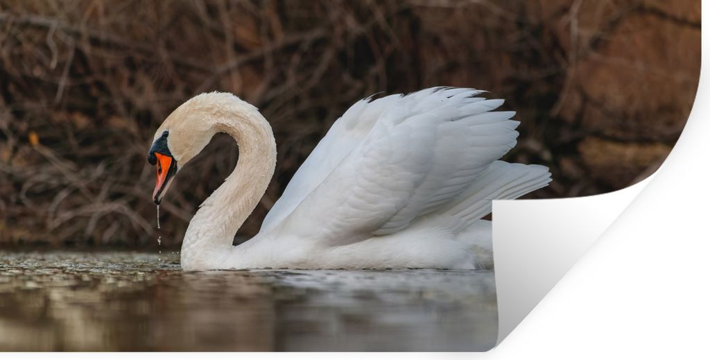 MuchoWow Wandtattoo Wandsticker Wandaufkleber Schwan - Wasser - Tiere - Vogel 80x40 cm Selbstklebend und Repositionierbar - Aufkleber