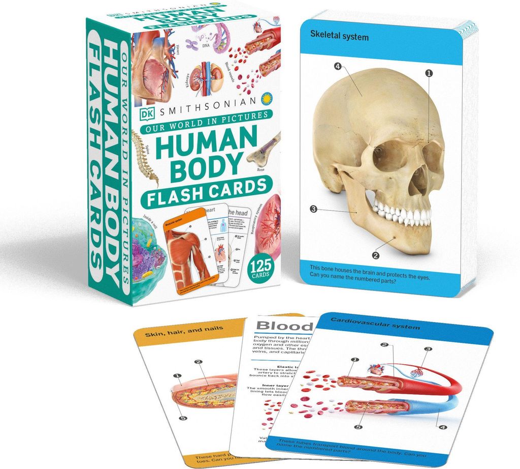 Our World in Pictures Human Body Flash Cards